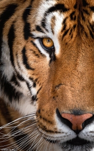 Unveiling the Majestic Beauty of a Tiger's Close-Up Portrait
