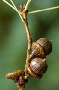 Unveiling the Mysteries of Seed Pods: Nature's Tiny Treasure Troves