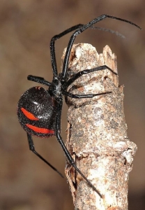 Unveiling the Mysterious Black Widow Spider: An Intriguing Arachnid
