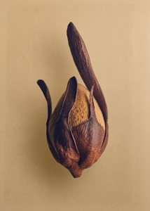 Unveiling the Secrets of Exotic Seed Pods