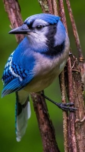 Vibrant Blue Jay in its Natural Habitat