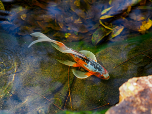 Vibrant Fish in Houston's Lake Days: A Natural Panorama