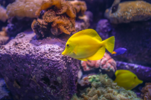 Vibrant Marine Life at Atlantis - The Lost Chambers in Dubai