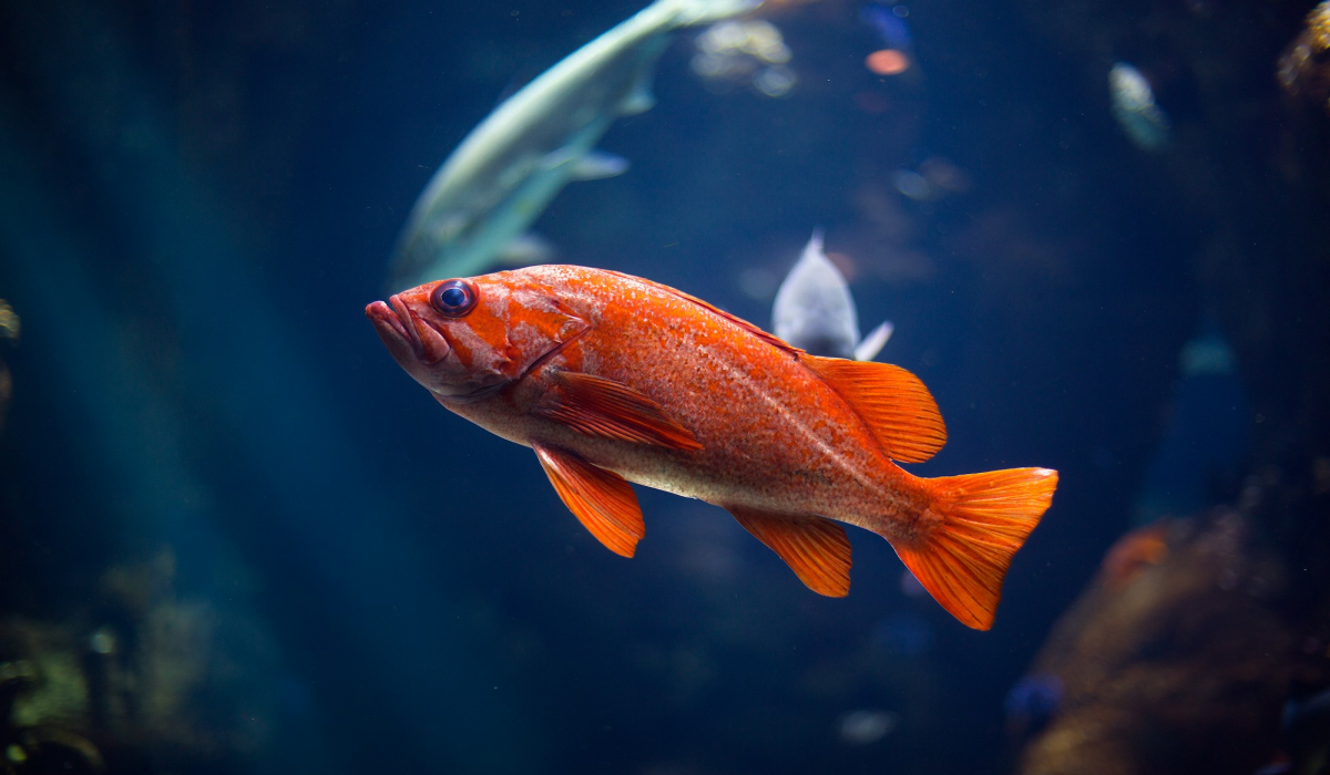 Vibrant Orange Fish at the California Academy of Sciences, San Francisco