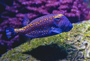 Vibrant Pufferfish: A Splash of Color on the Great Barrier Reef
