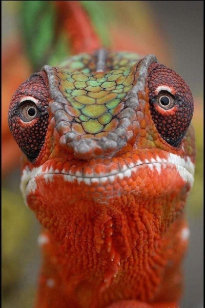 Vibrant Reptile Close-Up: A Study in Colors and Patterns