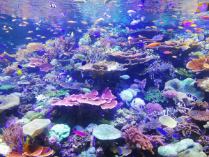 Vibrant Underwater Marvels at Nagoya Aquarium, Japan