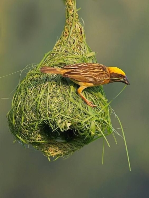 Weaver Bird's Artistry: The Intricacy of Nest Building