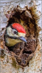 Woodpecker's Intriguing Hideout: A Peek into Nature's Wondrous Patterns